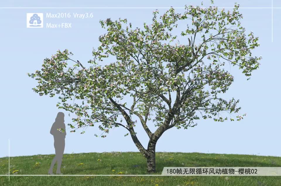 180帧无限循环风动植物-樱桃02模型-自然场景模型库-3ds Max(.max)模型下载-cg模型网