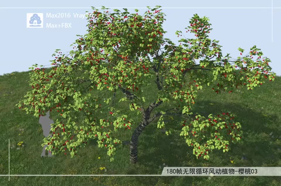 180帧无限循环风动植物-樱桃03模型-自然场景模型库-3ds Max(.max)模型下载-cg模型网