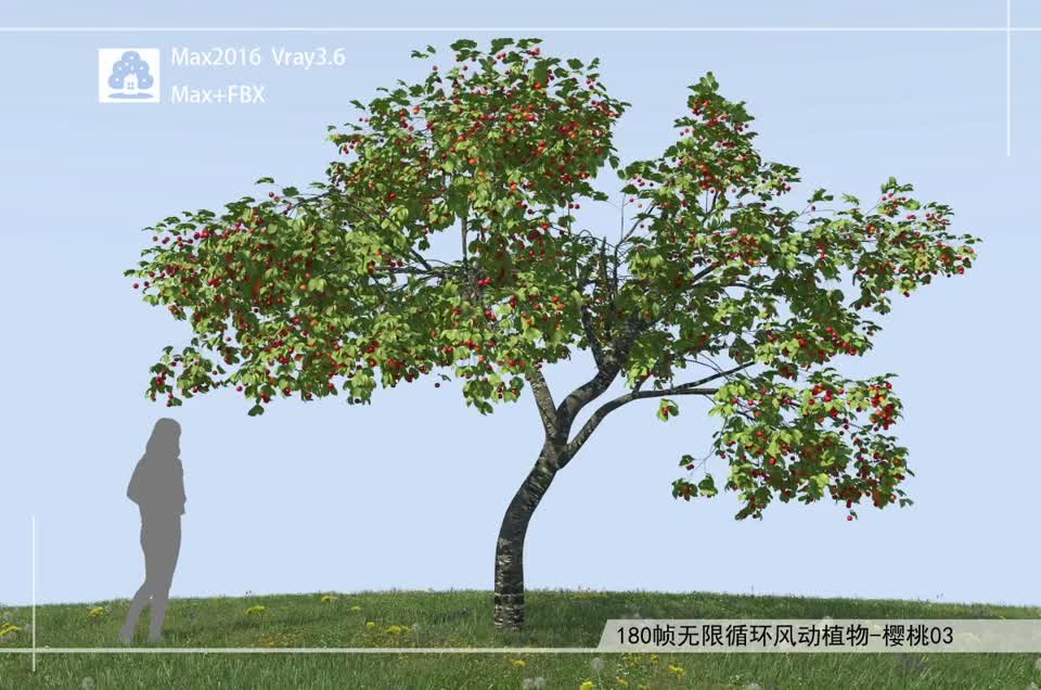 180帧无限循环风动植物-樱桃03模型-自然场景模型库-3ds Max(.max)模型下载-cg模型网