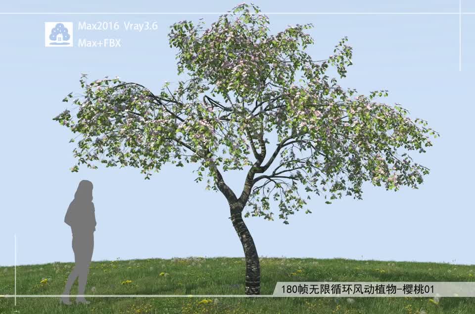 180帧无限循环风动植物-樱桃01模型-自然场景模型库-3ds Max(.max)模型下载-cg模型网