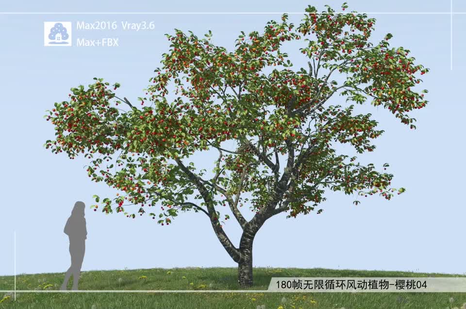 180帧无限循环风动植物-樱桃04模型-自然场景模型库-3ds Max(.max)模型下载-cg模型网
