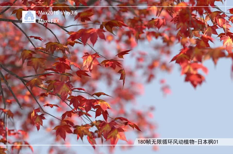 180帧无限循环风动植物-日本枫01模型-自然场景模型库-3ds Max(.max)模型下载-cg模型网