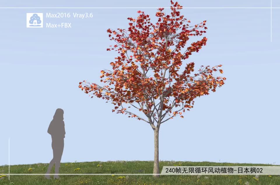 240帧无限循环风动植物-日本枫02模型-自然场景模型库-3ds Max(.max)模型下载-cg模型网