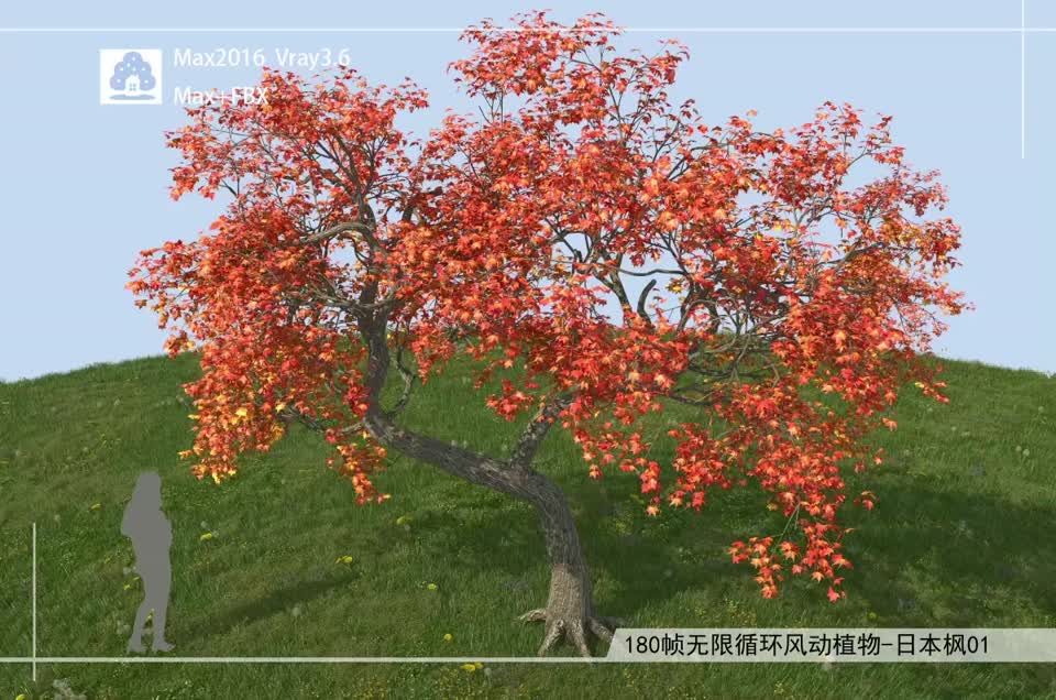 180帧无限循环风动植物-日本枫01模型-自然场景模型库-3ds Max(.max)模型下载-cg模型网