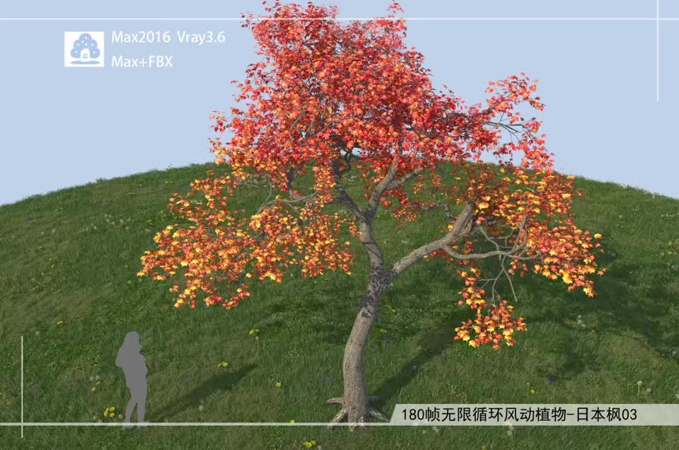 180帧无限循环风动植物-日本枫03模型-自然场景模型库-3ds Max(.max)模型下载-cg模型网