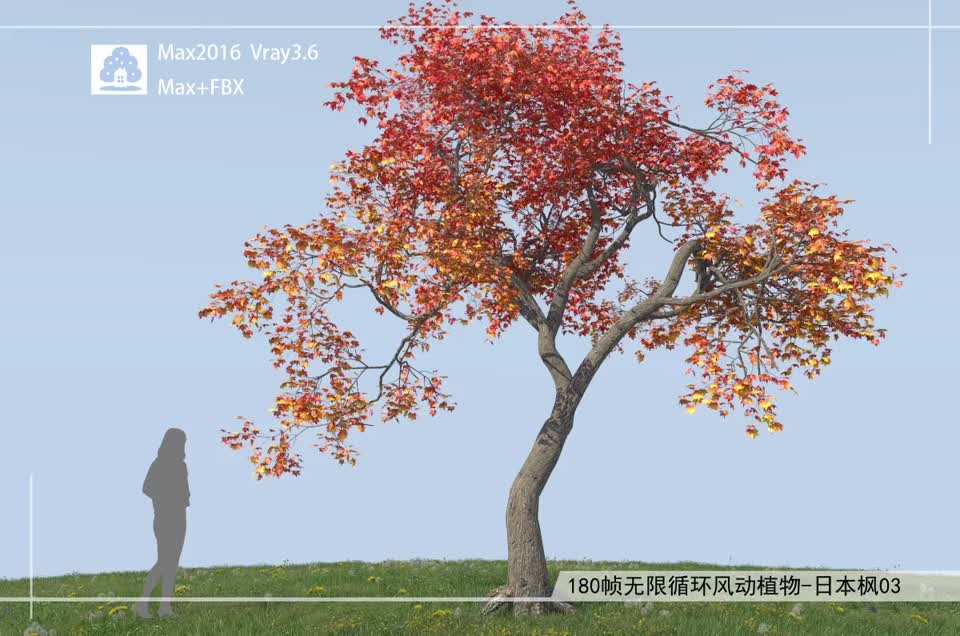 180帧无限循环风动植物-日本枫03模型-自然场景模型库-3ds Max(.max)模型下载-cg模型网