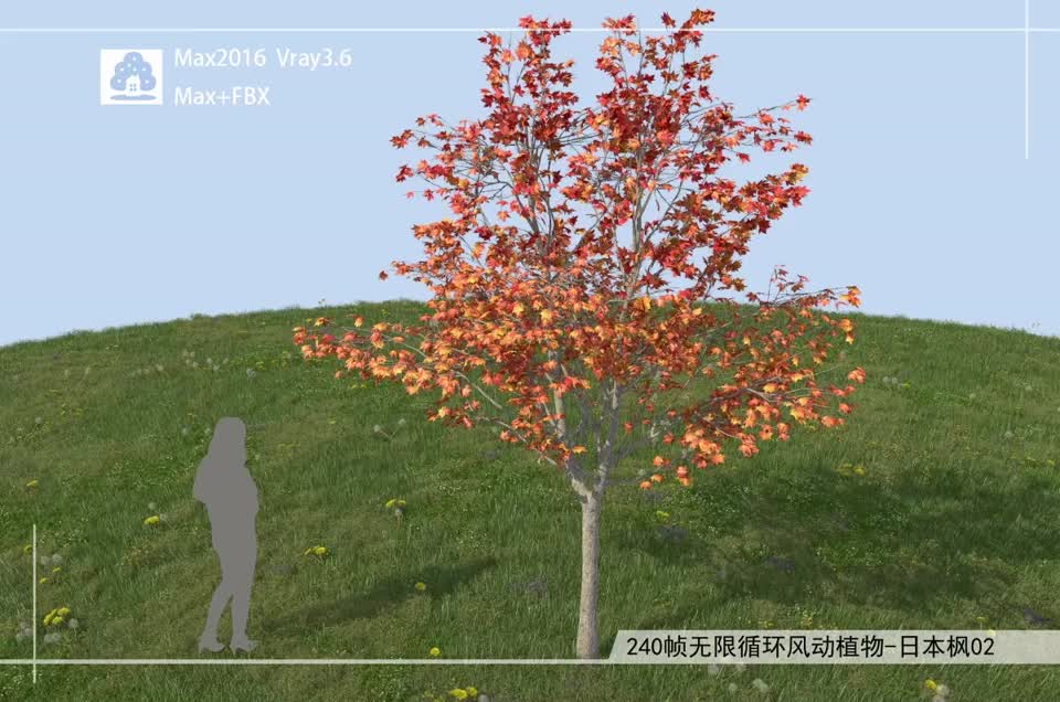 240帧无限循环风动植物-日本枫02模型-自然场景模型库-3ds Max(.max)模型下载-cg模型网