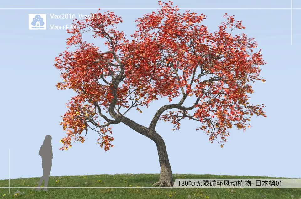 180帧无限循环风动植物-日本枫01模型-自然场景模型库-3ds Max(.max)模型下载-cg模型网