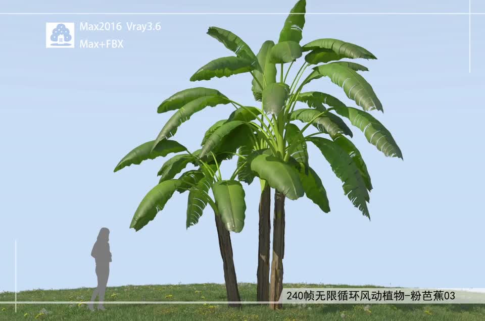 240帧无限循环风动植物-粉芭蕉03模型-自然场景模型库-3ds Max(.max)模型下载-cg模型网