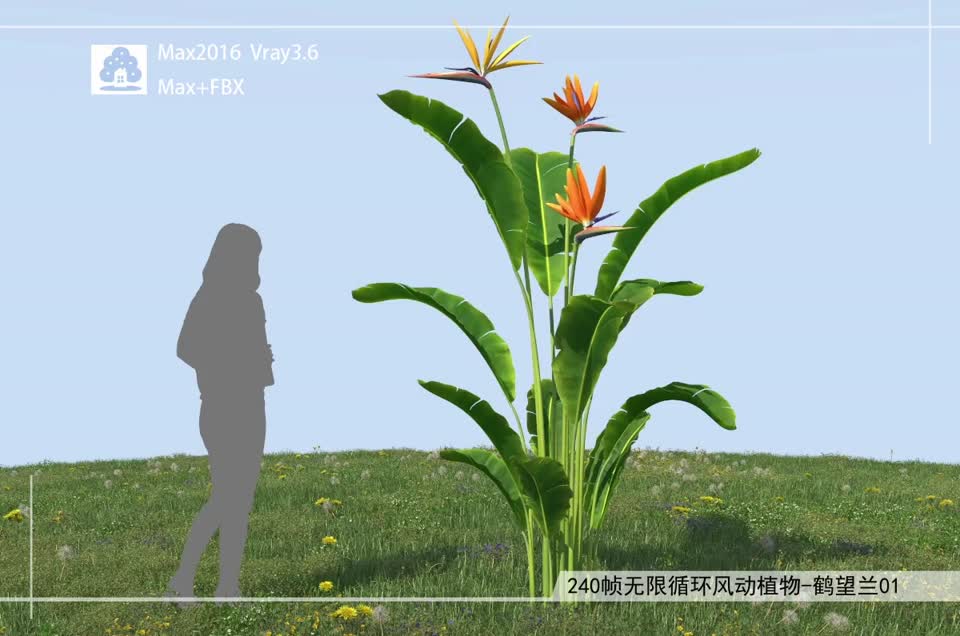 240帧无限循环风动植物-鹤望兰01模型-自然场景模型库-3ds Max(.max)模型下载-cg模型网