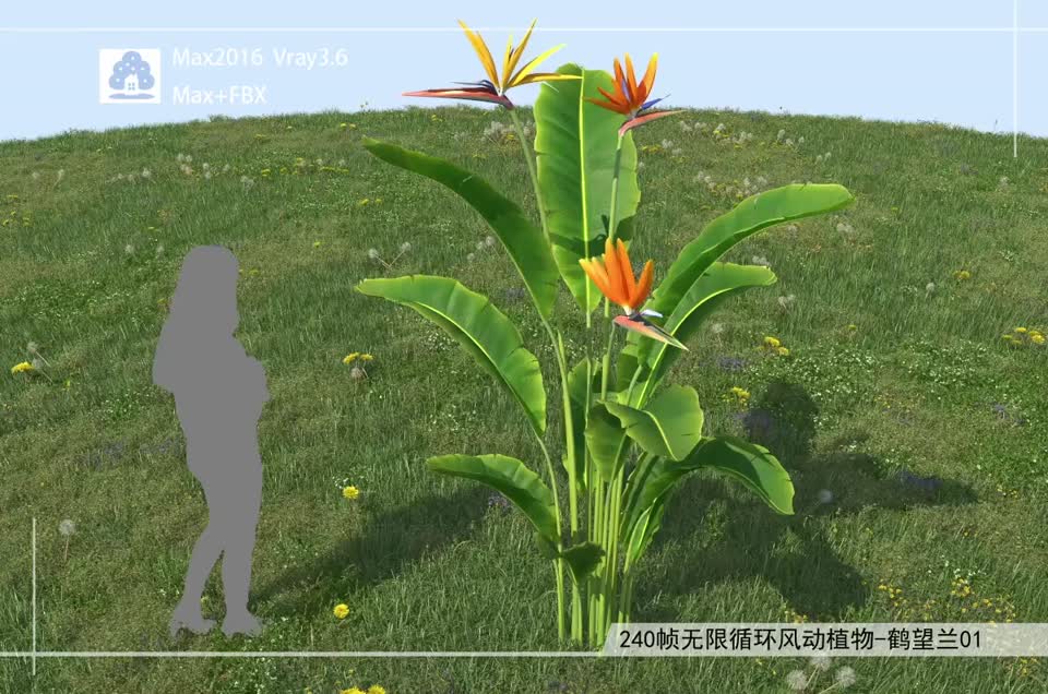 240帧无限循环风动植物-鹤望兰01模型-自然场景模型库-3ds Max(.max)模型下载-cg模型网
