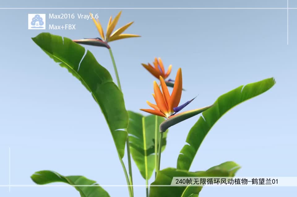 240帧无限循环风动植物-鹤望兰01模型-自然场景模型库-3ds Max(.max)模型下载-cg模型网