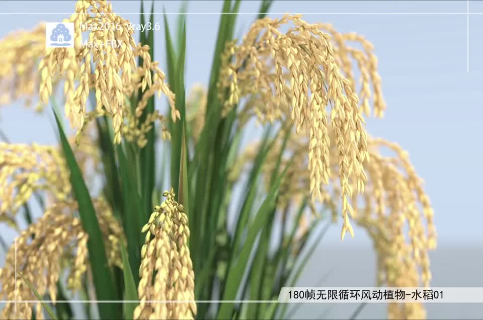180帧无限循环风动植物-水稻01模型-自然场景模型库-3ds Max(.max)模型下载-cg模型网