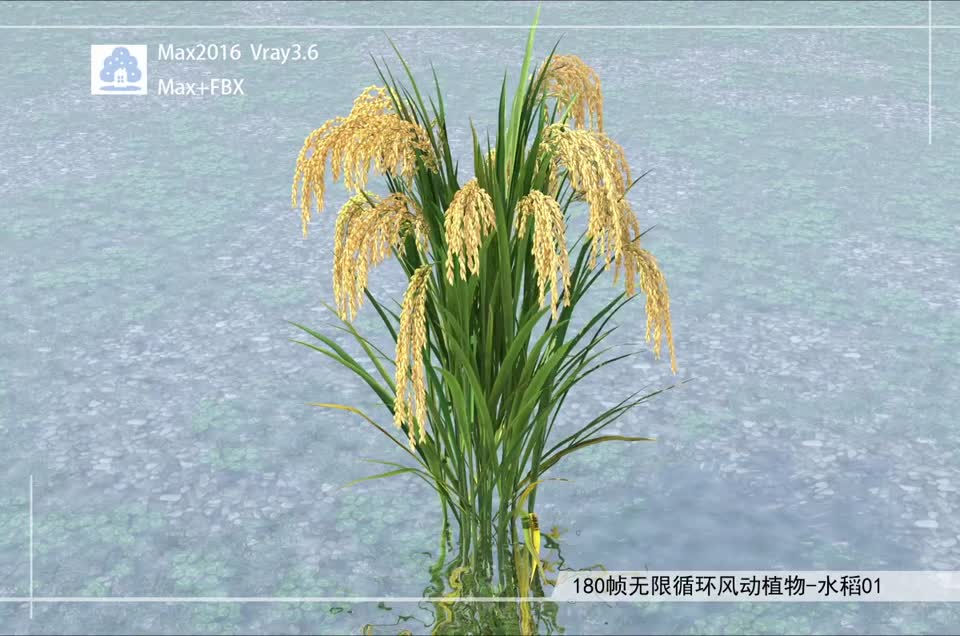 180帧无限循环风动植物-水稻01模型-自然场景模型库-3ds Max(.max)模型下载-cg模型网