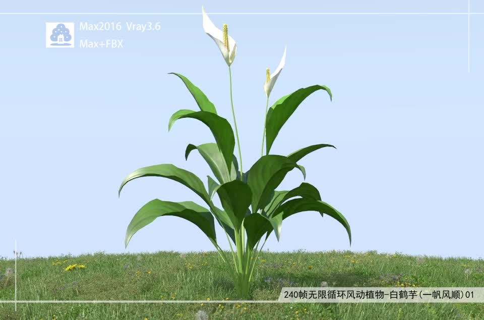 240帧无限循环风动植物-白鹤芋(一帆风顺)01模型-自然场景模型库-3ds Max(.max)模型下载-cg模型网