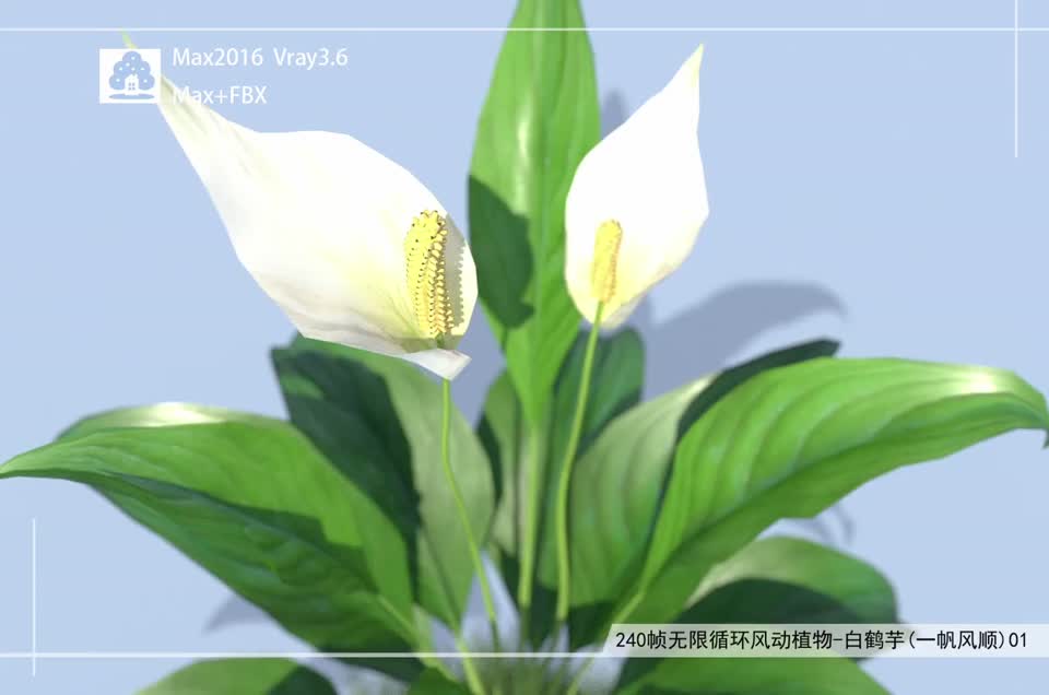 240帧无限循环风动植物-白鹤芋(一帆风顺)01模型-自然场景模型库-3ds Max(.max)模型下载-cg模型网