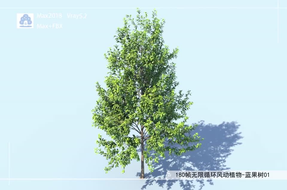 180帧无限循环风动植物-蓝果树01模型-自然场景模型库-3ds Max(.max)模型下载-cg模型网