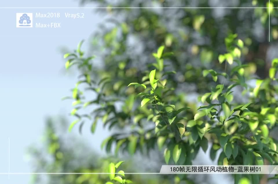 180帧无限循环风动植物-蓝果树01模型-自然场景模型库-3ds Max(.max)模型下载-cg模型网
