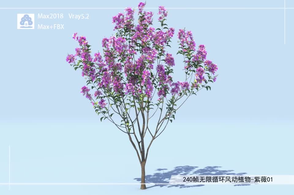 240帧无限循环风动植物-紫薇01模型-自然场景模型库-3ds Max(.max)模型下载-cg模型网