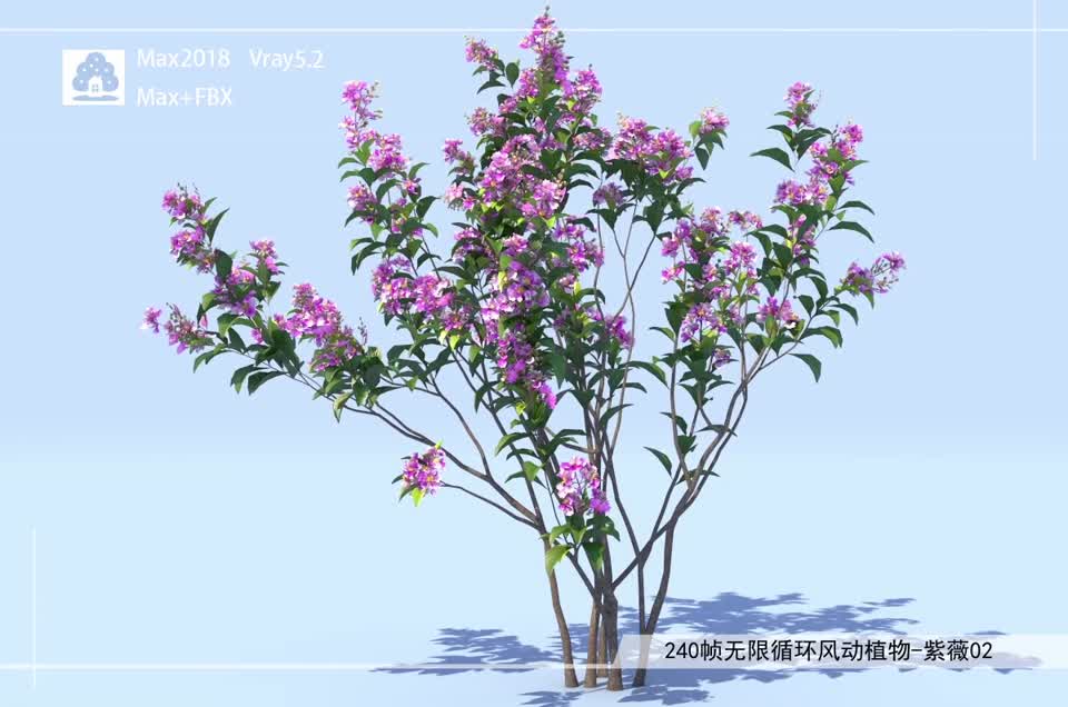 240帧无限循环风动植物-紫薇02模型-自然场景模型库-3ds Max(.max)模型下载-cg模型网