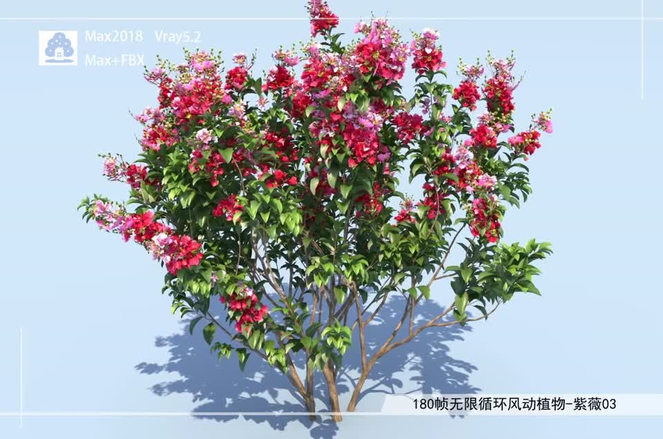 180帧无限循环风动植物-紫薇03模型-自然场景模型库-3ds Max(.max)模型下载-cg模型网
