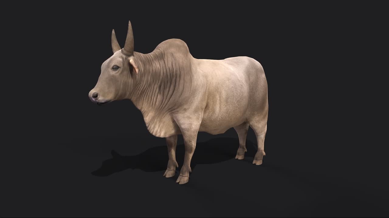 【有绑定动画】瘤牛 草食性反刍家畜模型-哺乳模型库-3ds Max(.max)模型下载-cg模型网